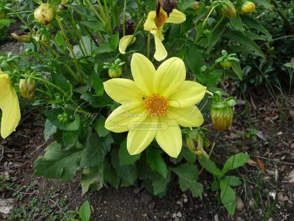 Георгин Еллоу Снизи (Dahlia Yellow Sneezy) — фото 2