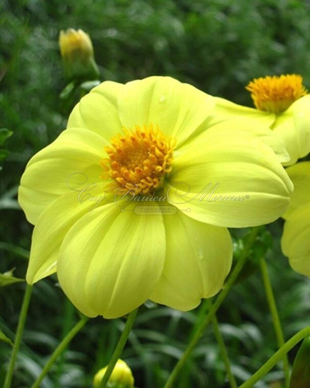 Георгин Еллоу Снизи (Dahlia Yellow Sneezy) — фото 3