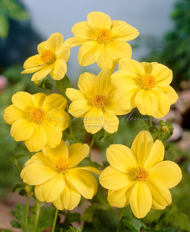 Георгин Еллоу Снизи (Dahlia Yellow Sneezy) — фото 4