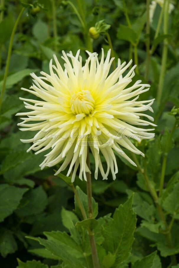 Георгин Еллоу Стар (Dahlia Yellow Star) — фото 2