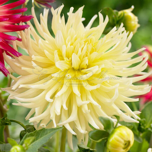 Георгин Еллоу Стар (Dahlia Yellow Star) — фото 3