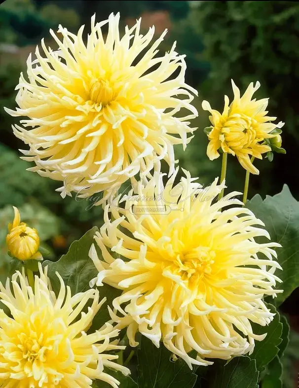 Георгин Еллоу Стар (Dahlia Yellow Star) — фото 4