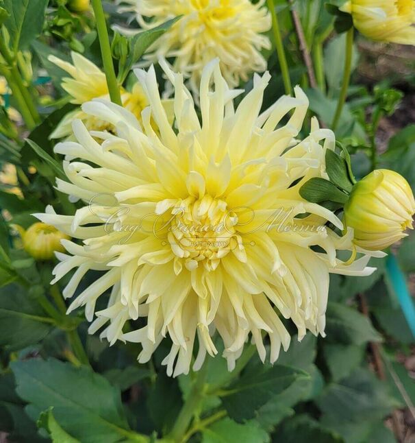 Георгин Еллоу Стар (Dahlia Yellow Star) — фото 5
