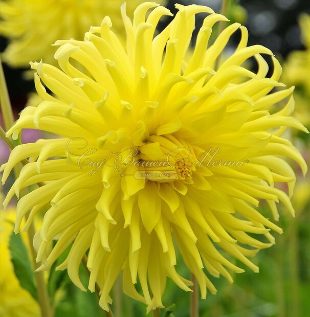 Георгин Еллоу Стар (Dahlia Yellow Star) — фото 6