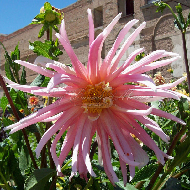 Георгин Жанна д'Арк (Dahlia Jeanne d'Arc) — фото 2