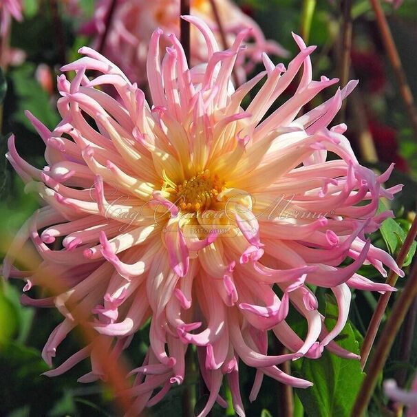Георгин Жанна д'Арк (Dahlia Jeanne d'Arc) — фото 3