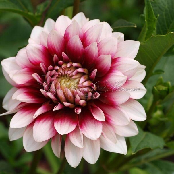 Георгин Зидлерштольц (Dahlia Siedlerstolz) — фото 2