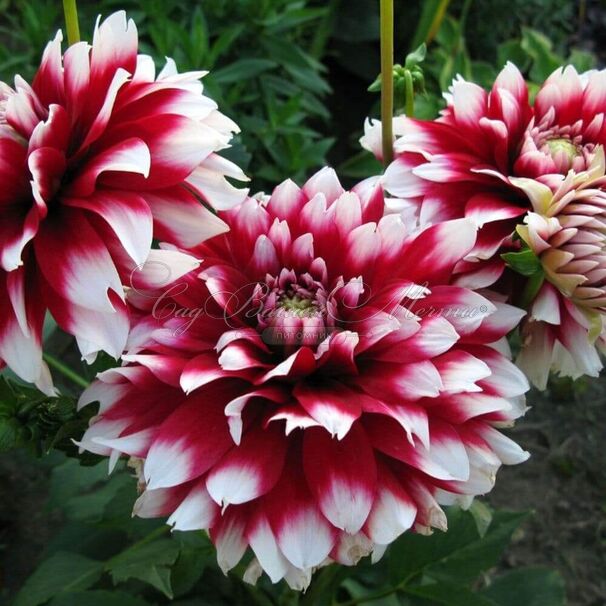 Георгин Зидлерштольц (Dahlia Siedlerstolz) — фото 4