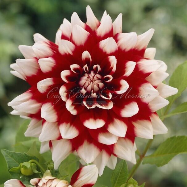 Георгин Зидлерштольц (Dahlia Siedlerstolz) — фото 5