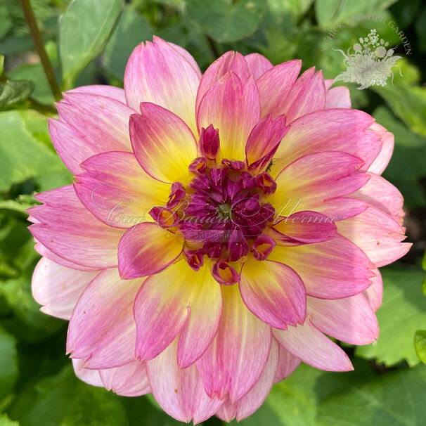 Георгин Зингаро (Dahlia Zingaro) — фото 2