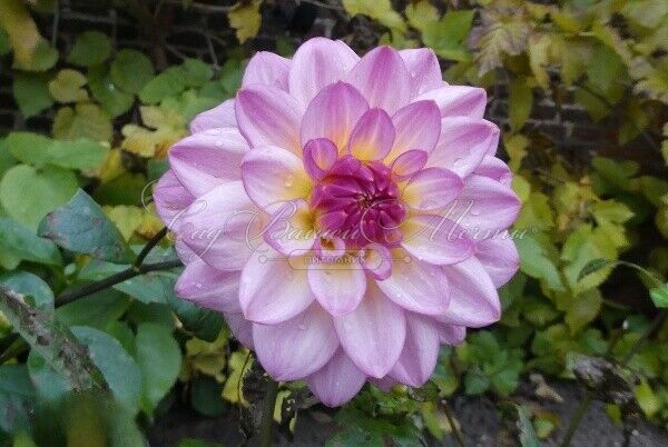 Георгин Зингаро (Dahlia Zingaro) — фото 3