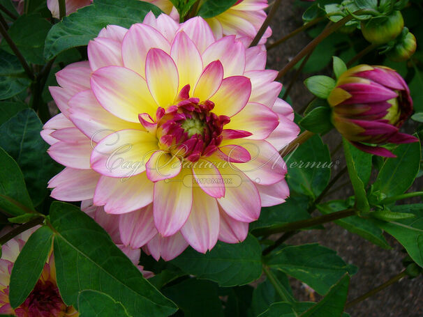 Георгин Зингаро (Dahlia Zingaro) — фото 4