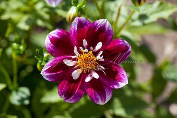 Георгин Импрешн Фабула (Dahlia Impression Fabula) — фото 3