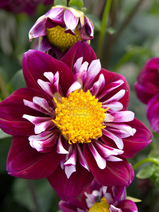 Георгин Импрешн Фантастико (Dahlia Impression Fantastico) — фото 3