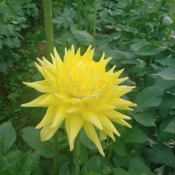 Георгин Инланд Династи (Dahlia Inland Dynasty) — фото 2