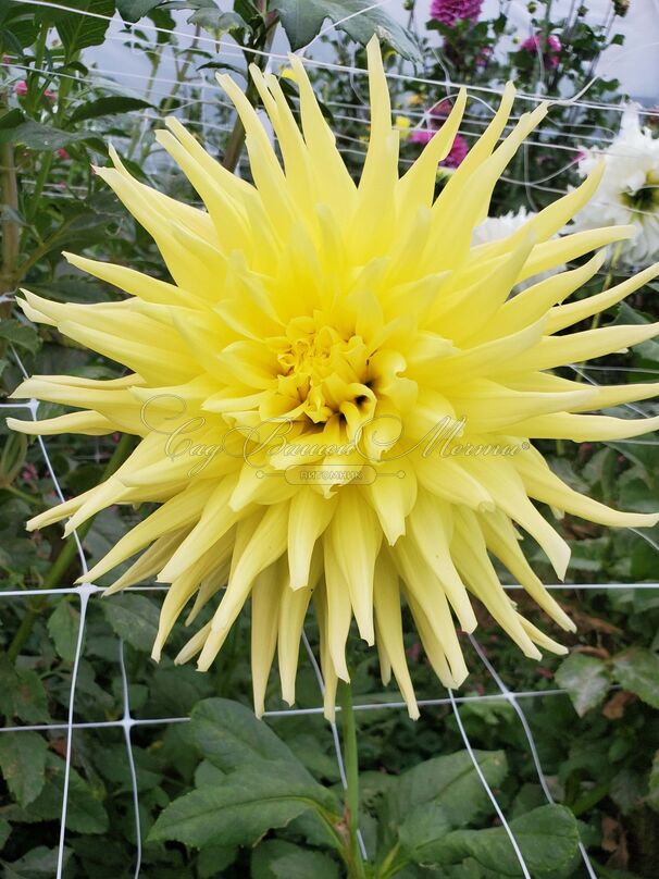 Георгин Инланд Династи (Dahlia Inland Dynasty) — фото 3