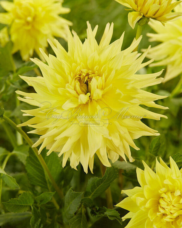 Георгин Инланд Династи (Dahlia Inland Dynasty) — фото 4