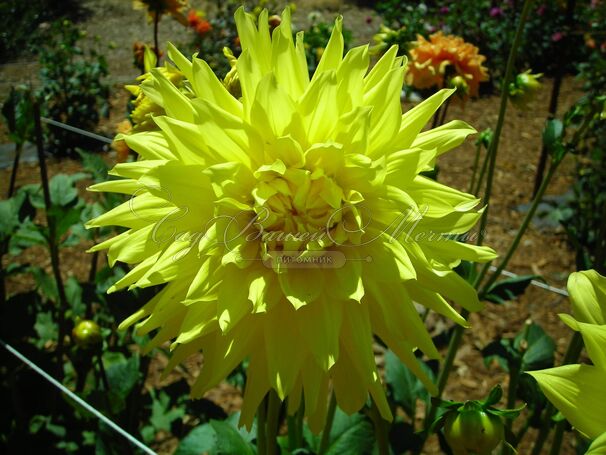 Георгин Инланд Династи (Dahlia Inland Dynasty) — фото 5