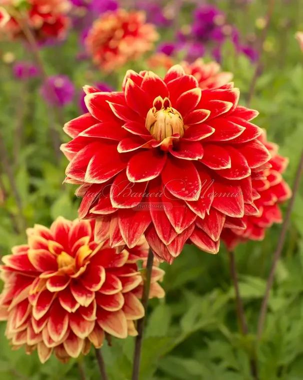 Георгин Кабальеро (Dahlia Caballero) — фото 2
