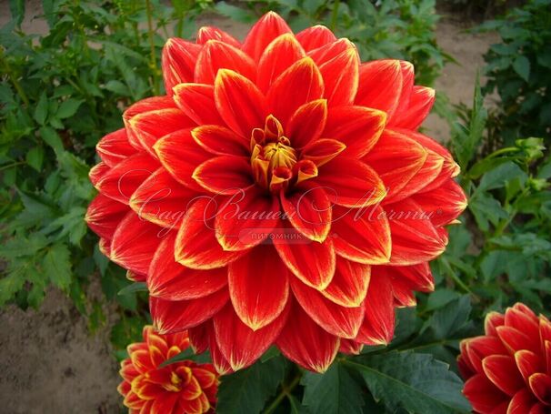 Георгин Кабальеро (Dahlia Caballero) — фото 3