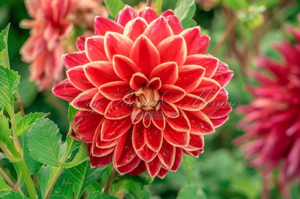 Георгин Кабальеро (Dahlia Caballero) — фото 4
