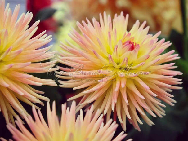 Георгин Кабана Банана (Dahlia Cabana Banana) — фото 3