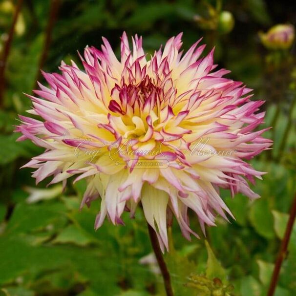 Георгин Капроз Жозефина (Dahlia Caproz Josephine) — фото 2