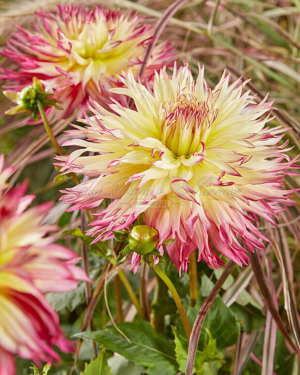 Георгин Капроз Жозефина (Dahlia Caproz Josephine) — фото 3