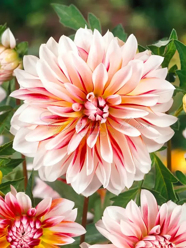 Георгин Карибиан Фэнтази (Dahlia Caribbean Fantasy) — фото 2