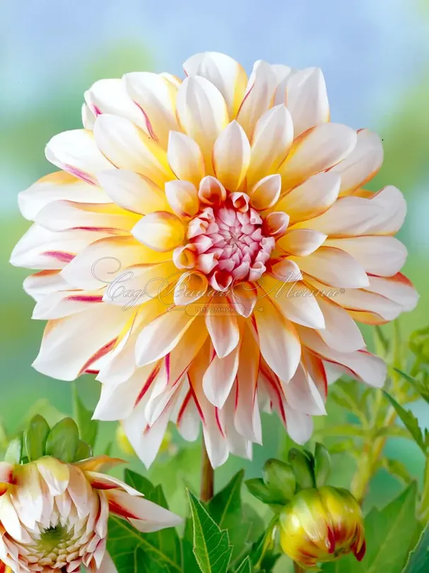 Георгин Карибиан Фэнтази (Dahlia Caribbean Fantasy) — фото 3