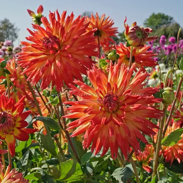 Георгин Карма Бон Бини (Dahlia Karma Bon Bini) — фото 2
