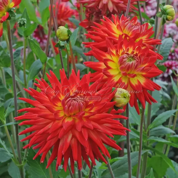 Георгин Карма Бон Бини (Dahlia Karma Bon Bini) — фото 3