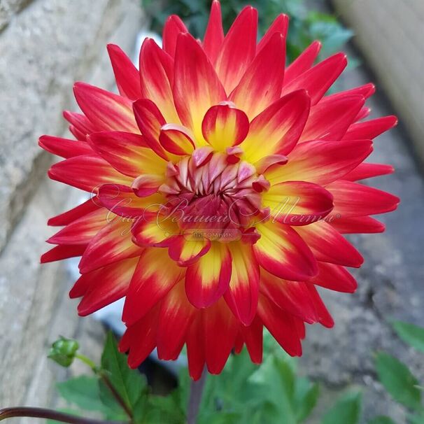 Георгин Карма Бон Бини (Dahlia Karma Bon Bini) — фото 4