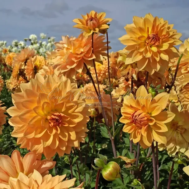 Георгин Карма Голд (Dahlia Karma Gold) — фото 2