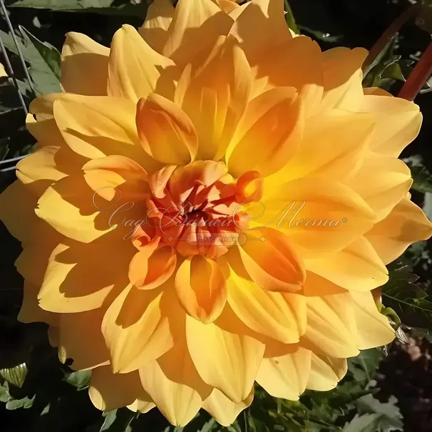 Георгин Карма Голд (Dahlia Karma Gold) — фото 3