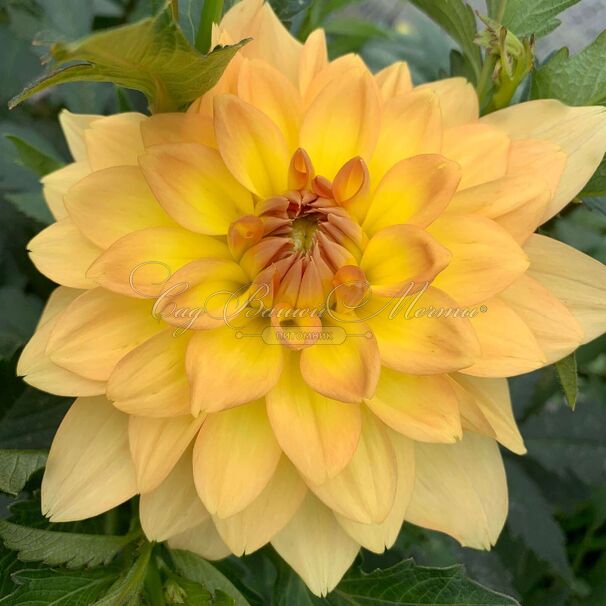Георгин Карма Голд (Dahlia Karma Gold) — фото 4