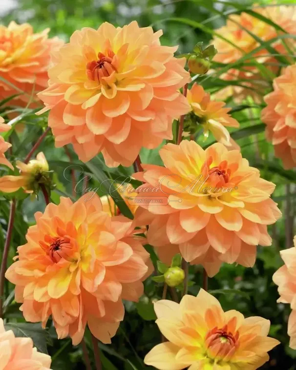 Георгин Карма Голд (Dahlia Karma Gold) — фото 5