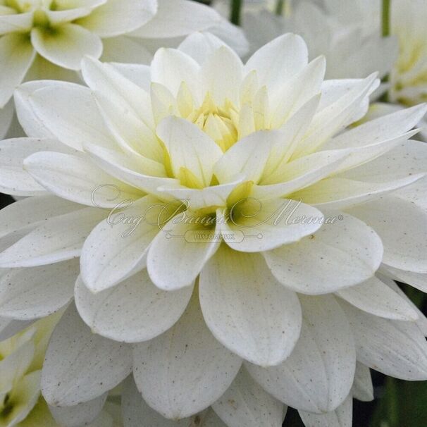 Георгин Карма Мартен Зваан (Dahlia Karma Maarten Zwaan) — фото 2