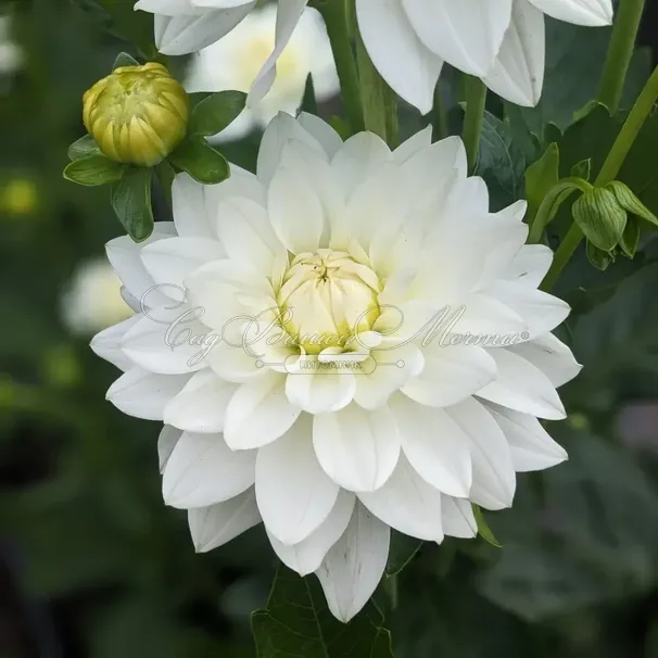 Георгин Карма Мартен Зваан (Dahlia Karma Maarten Zwaan) — фото 4