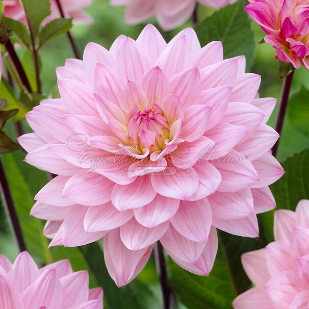 Георгин Карма Просперо (Dahlia Karma Prospero) — фото 2