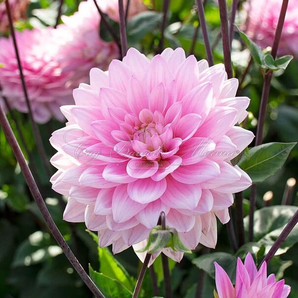 Георгин Карма Просперо (Dahlia Karma Prospero) — фото 4