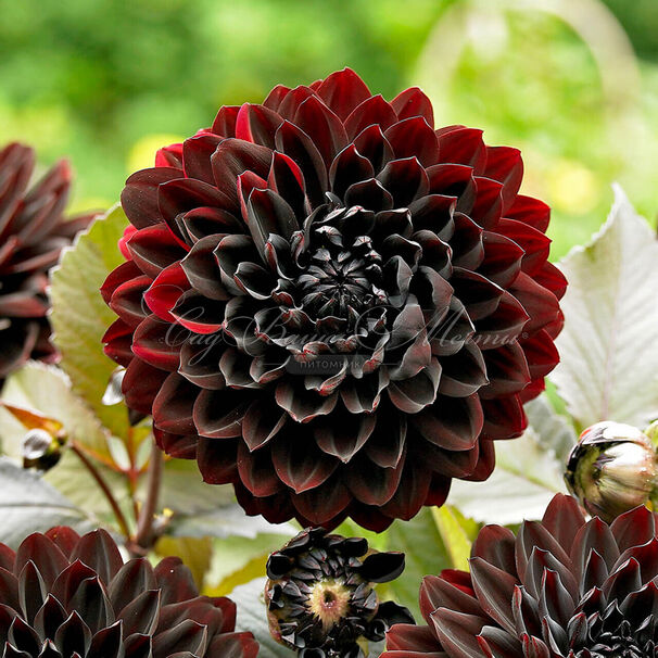 Георгин Карма Чок (Dahlia Karma Choc) — фото 2