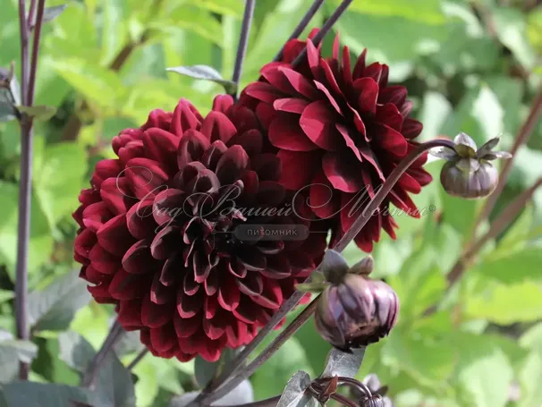 Георгин Карма Чок (Dahlia Karma Choc) — фото 3
