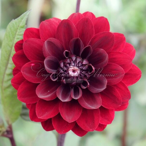 Георгин Карма Чок (Dahlia Karma Choc) — фото 4