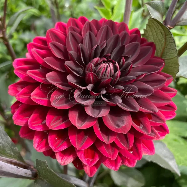 Георгин Карма Чок (Dahlia Karma Choc) — фото 5