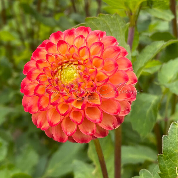 Георгин Касасаги (Dahlia Kasasagi) — фото 2