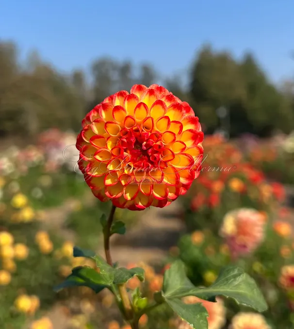 Георгин Касасаги (Dahlia Kasasagi) — фото 3