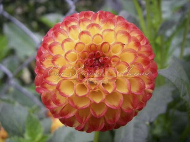 Георгин Касасаги (Dahlia Kasasagi) — фото 4