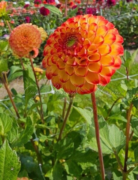 Георгин Касасаги (Dahlia Kasasagi) — фото 5