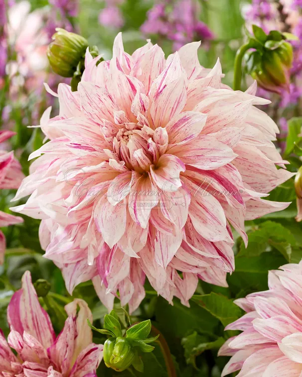 Георгин Кафе о Лейт Твист (Dahlia Cafe au Lait Twist) - фото 2